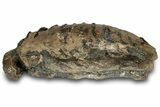 Southern Mammoth Lower M Molar - Hungary #298459-5